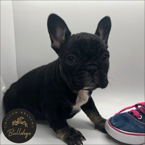 “Elsa” - Black and Tan Female - AKC French Bulldog Puppy - Willow Branch Bulldogs