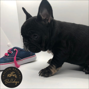 “Elsa” - Black and Tan Female - AKC French Bulldog Puppy - Willow Branch Bulldogs