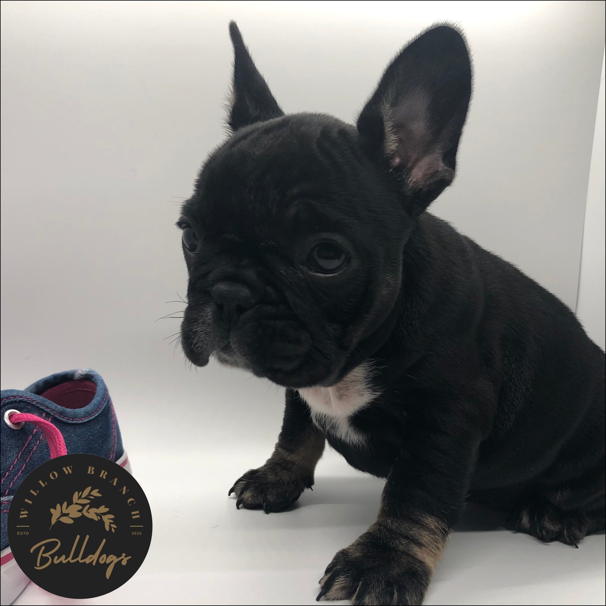 “Elsa” - Black and Tan Female - AKC French Bulldog Puppy - Willow Branch Bulldogs