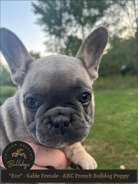 Lilac Sable French Lilac City French Bulldogs Lilac French Gray