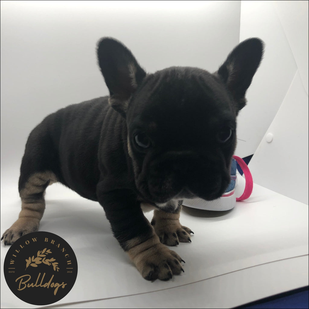 "Hobbes" - Black and Tan Male - AKC French Bulldog Puppy - Willow Branch Bulldogs