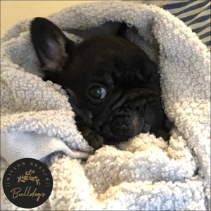 "Hobbes" - Black and Tan Male - AKC French Bulldog Puppy - Willow Branch Bulldogs