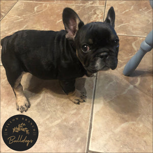 "Hobbes" - Black and Tan Male - AKC French Bulldog Puppy - Willow Branch Bulldogs