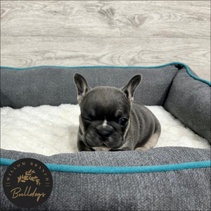 "Houston” - Blue and Tan Male - AKC French Bulldog Puppy - Willow Branch Bulldogs