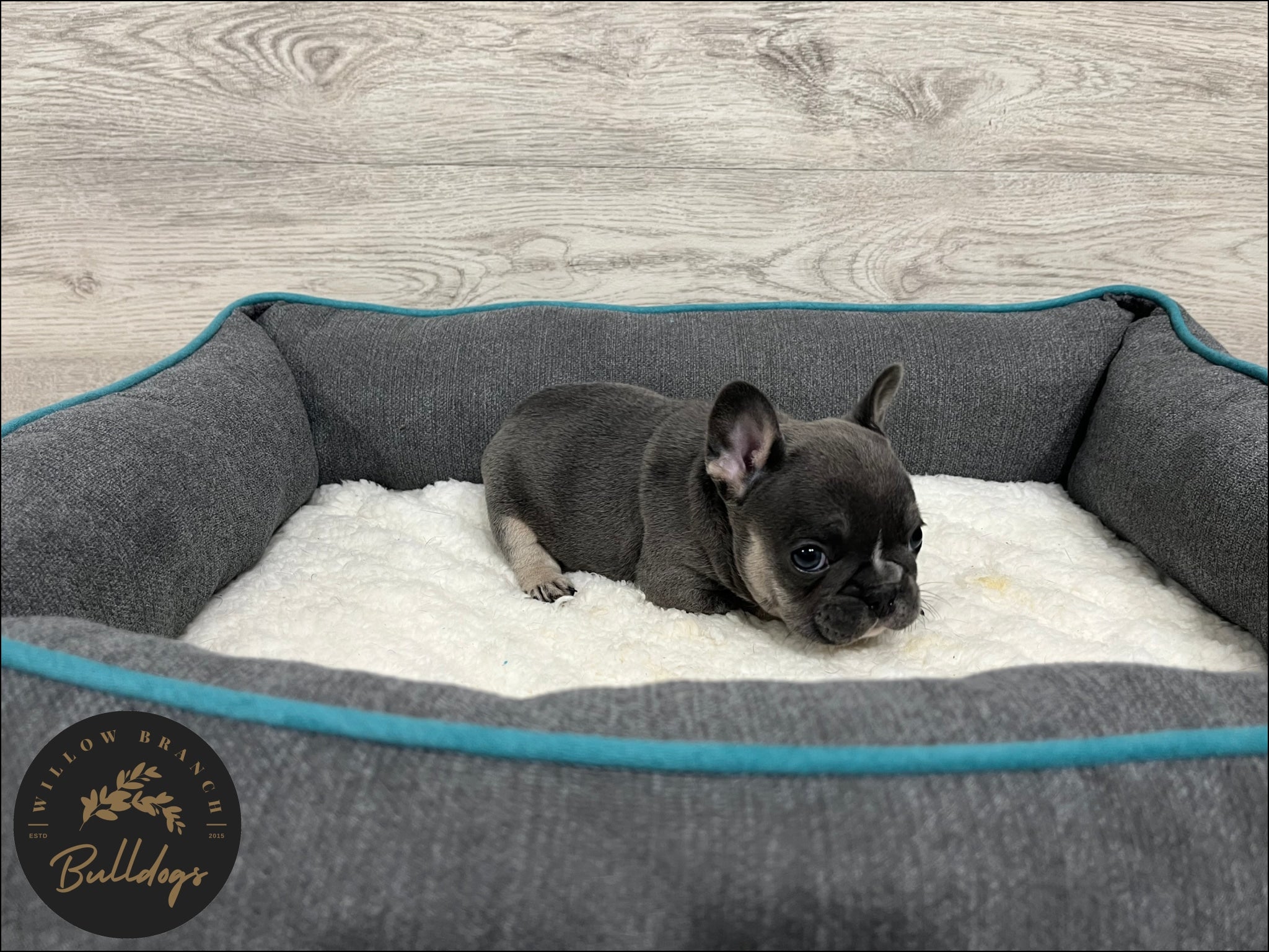 "Houston” - Blue and Tan Male - AKC French Bulldog Puppy - Willow Branch Bulldogs