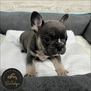 "Houston” - Blue and Tan Male - AKC French Bulldog Puppy - Willow Branch Bulldogs