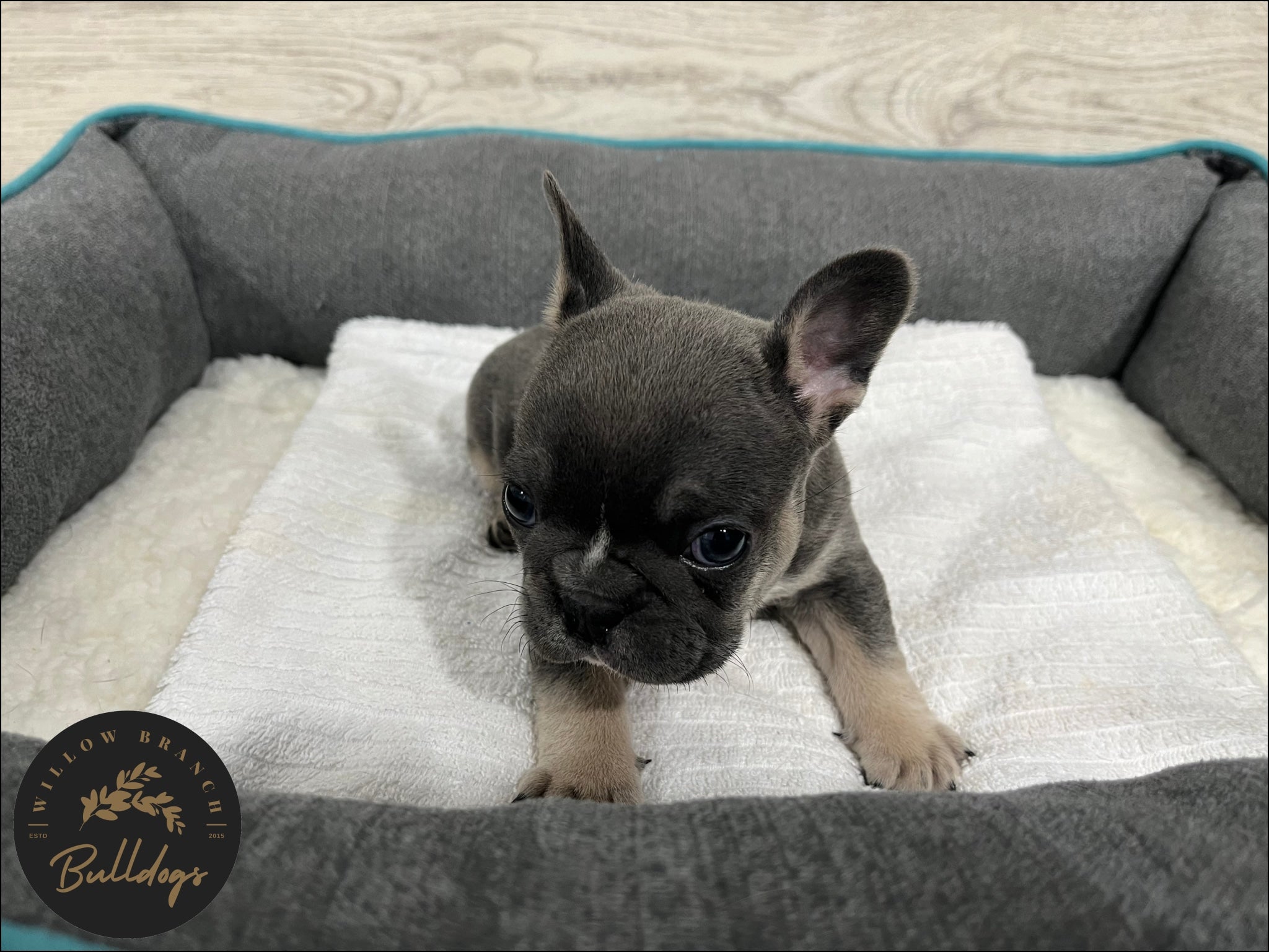 "Houston” - Blue and Tan Male - AKC French Bulldog Puppy - Willow Branch Bulldogs