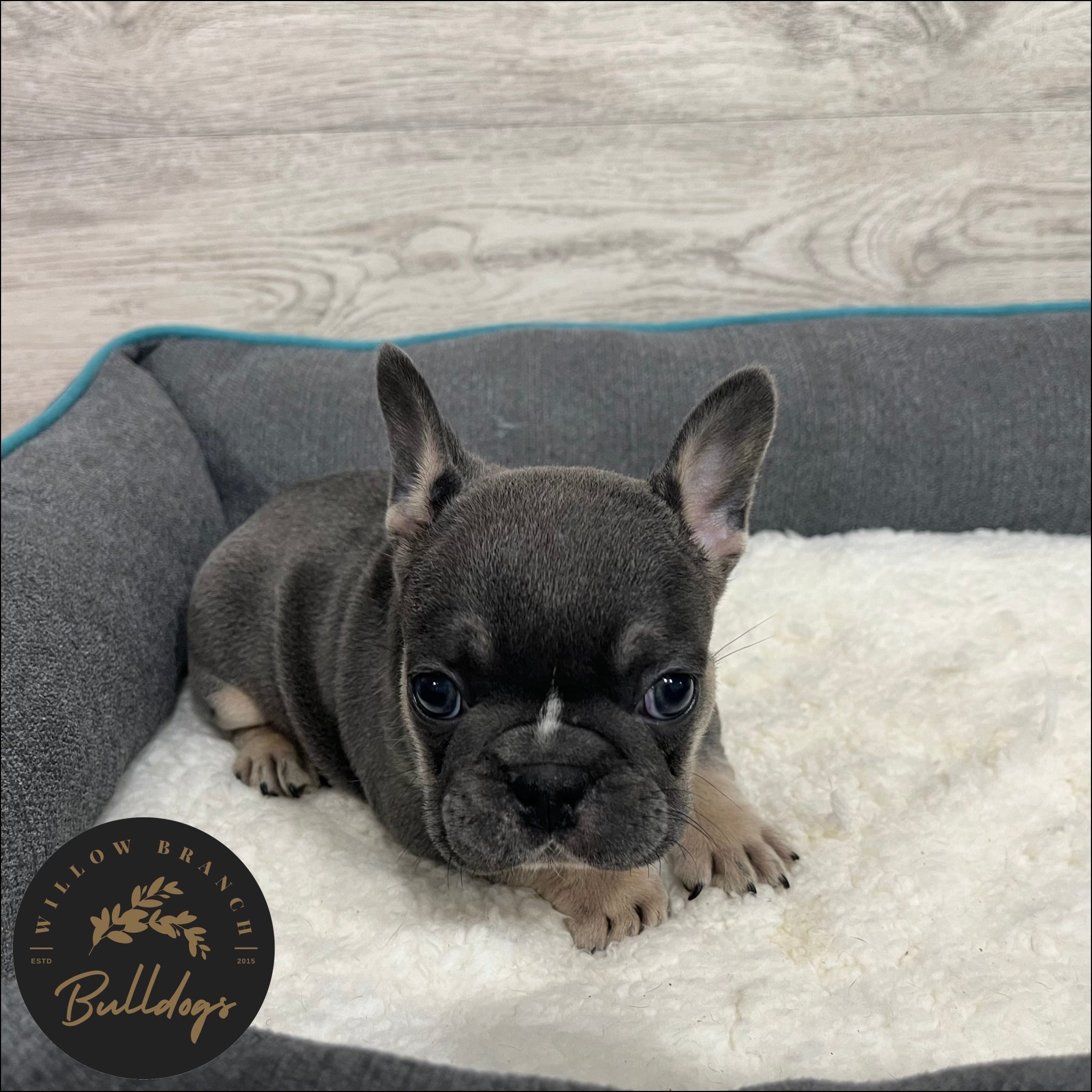 "Houston” - Blue and Tan Male - AKC French Bulldog Puppy - Willow Branch Bulldogs