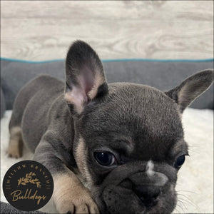 "Houston” - Blue and Tan Male - AKC French Bulldog Puppy - Willow Branch Bulldogs