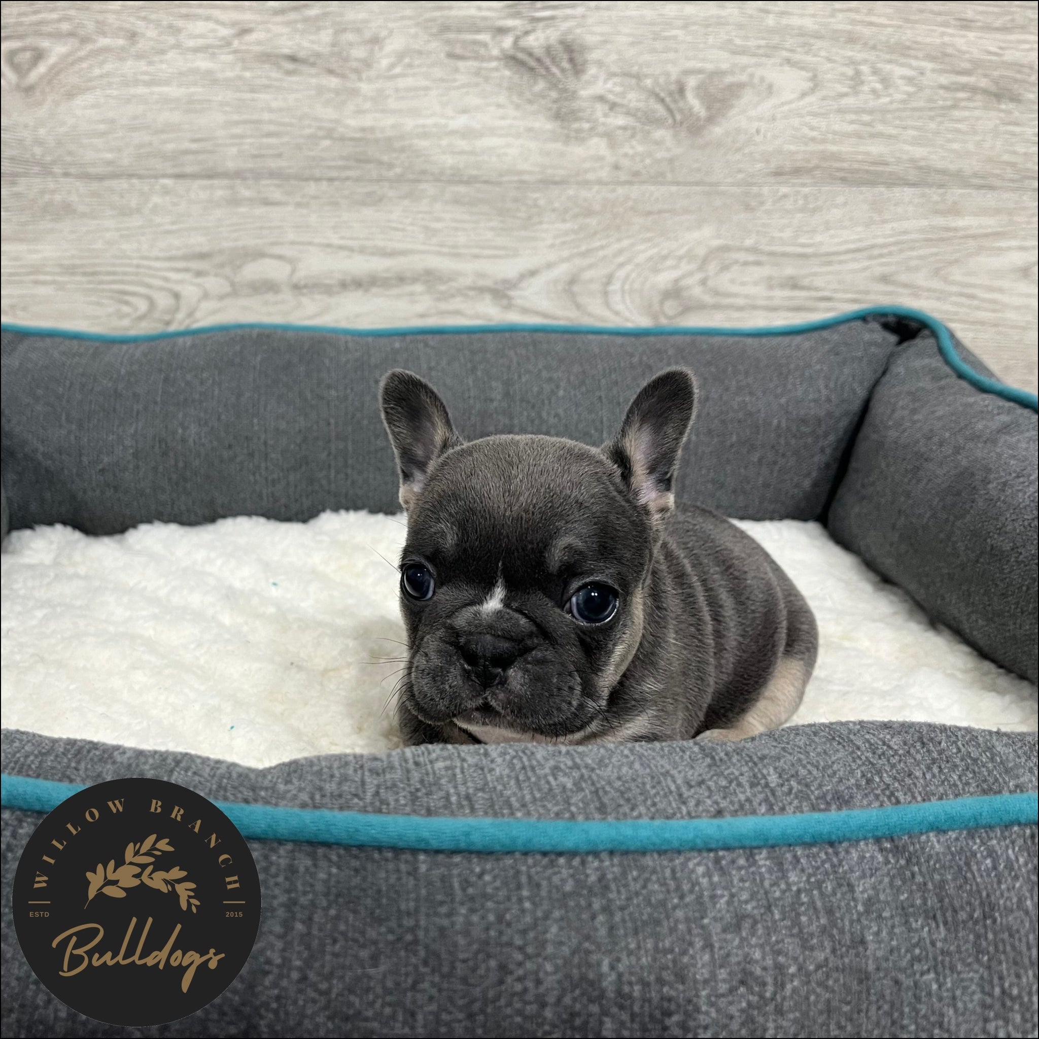 "Houston” - Blue and Tan Male - AKC French Bulldog Puppy - Willow Branch Bulldogs