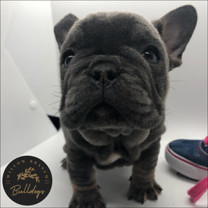 “Lilo” - Blue and Tan Female - AKC French Bulldog Puppy - Willow Branch Bulldogs