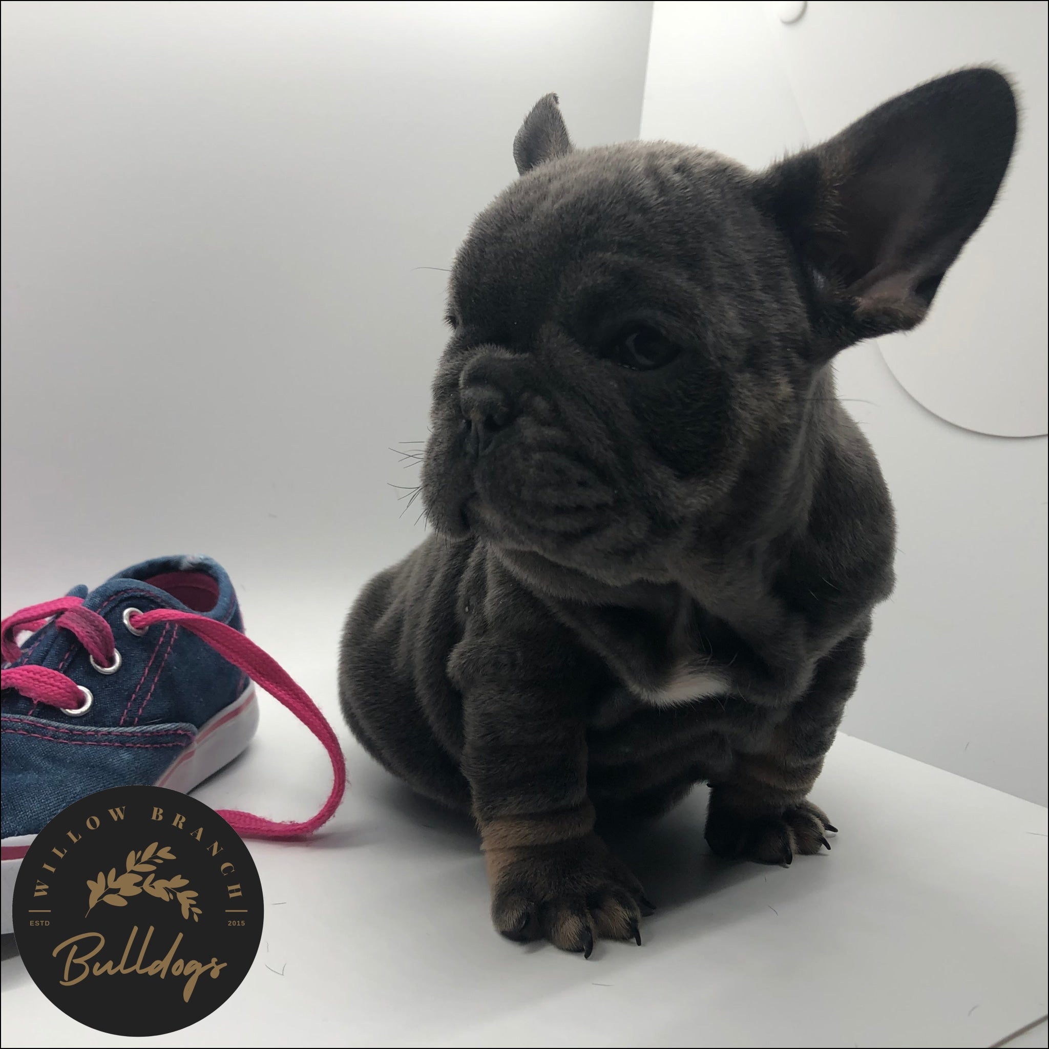 “Lilo” - Blue and Tan Female - AKC French Bulldog Puppy - Willow Branch Bulldogs