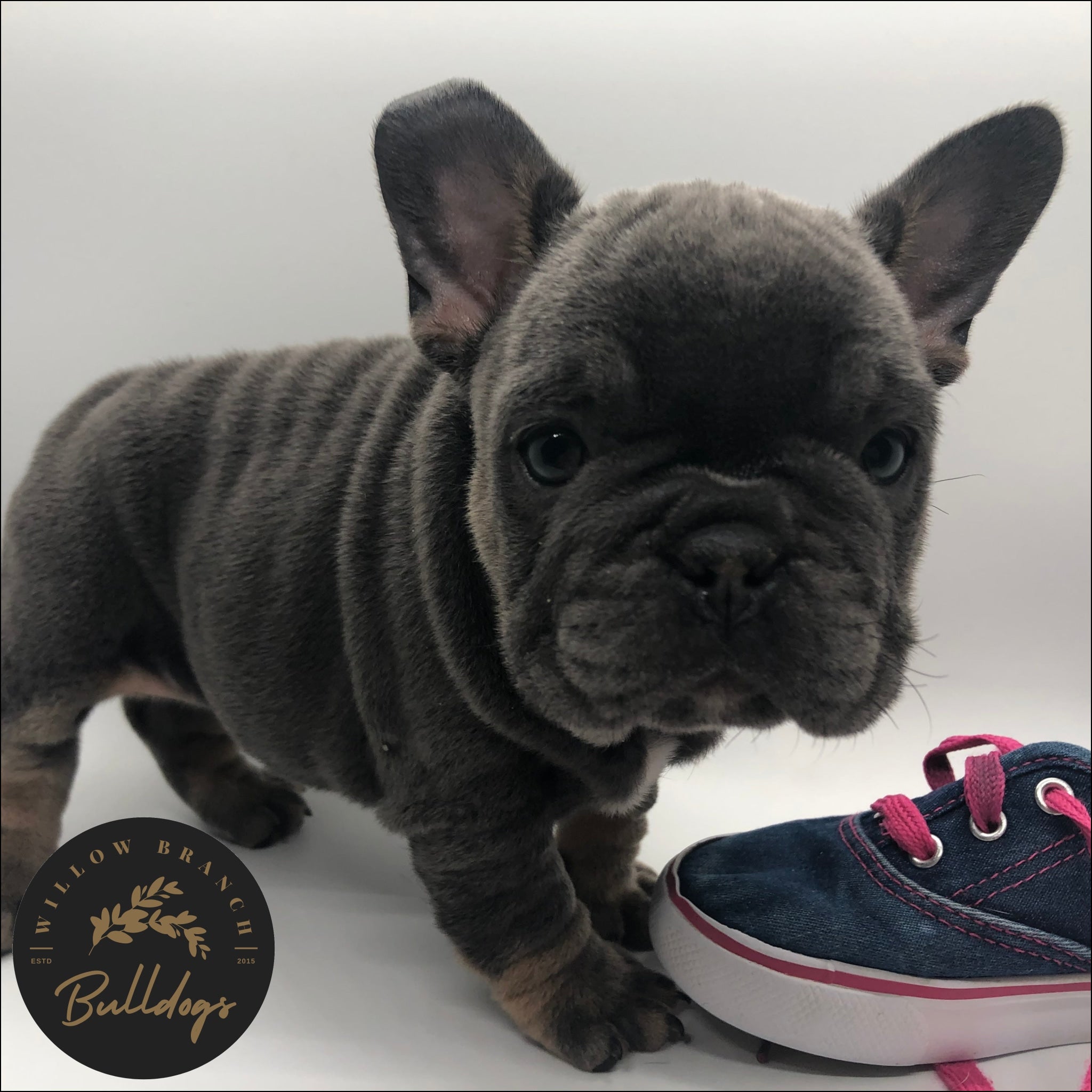 “Lilo” - Blue and Tan Female - AKC French Bulldog Puppy - Willow Branch Bulldogs