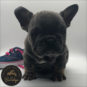 “Lilo” - Blue and Tan Female - AKC French Bulldog Puppy - Willow Branch Bulldogs