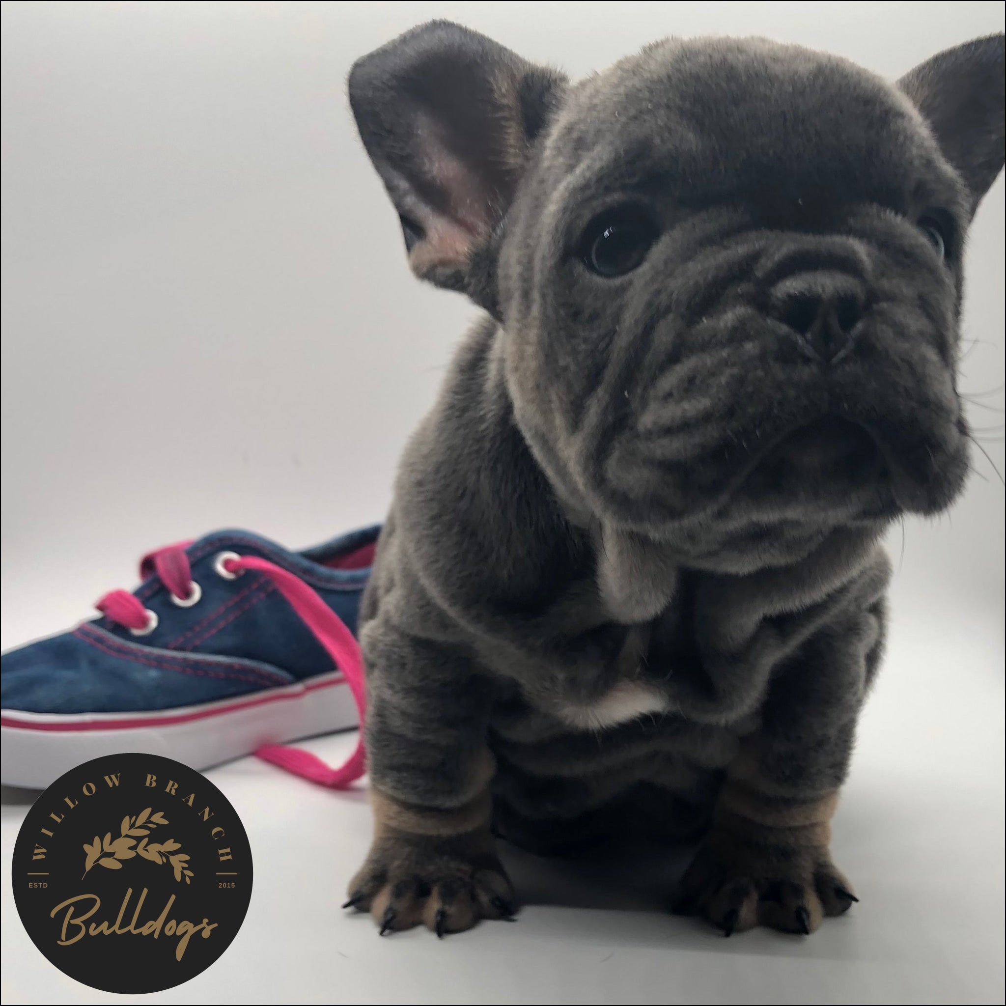 “Lilo” - Blue and Tan Female - AKC French Bulldog Puppy - Willow Branch Bulldogs