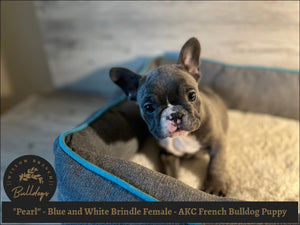 "Pearl” - Blue and White Brindle Female - AKC French Bulldog Puppy - Willow Branch Bulldogs