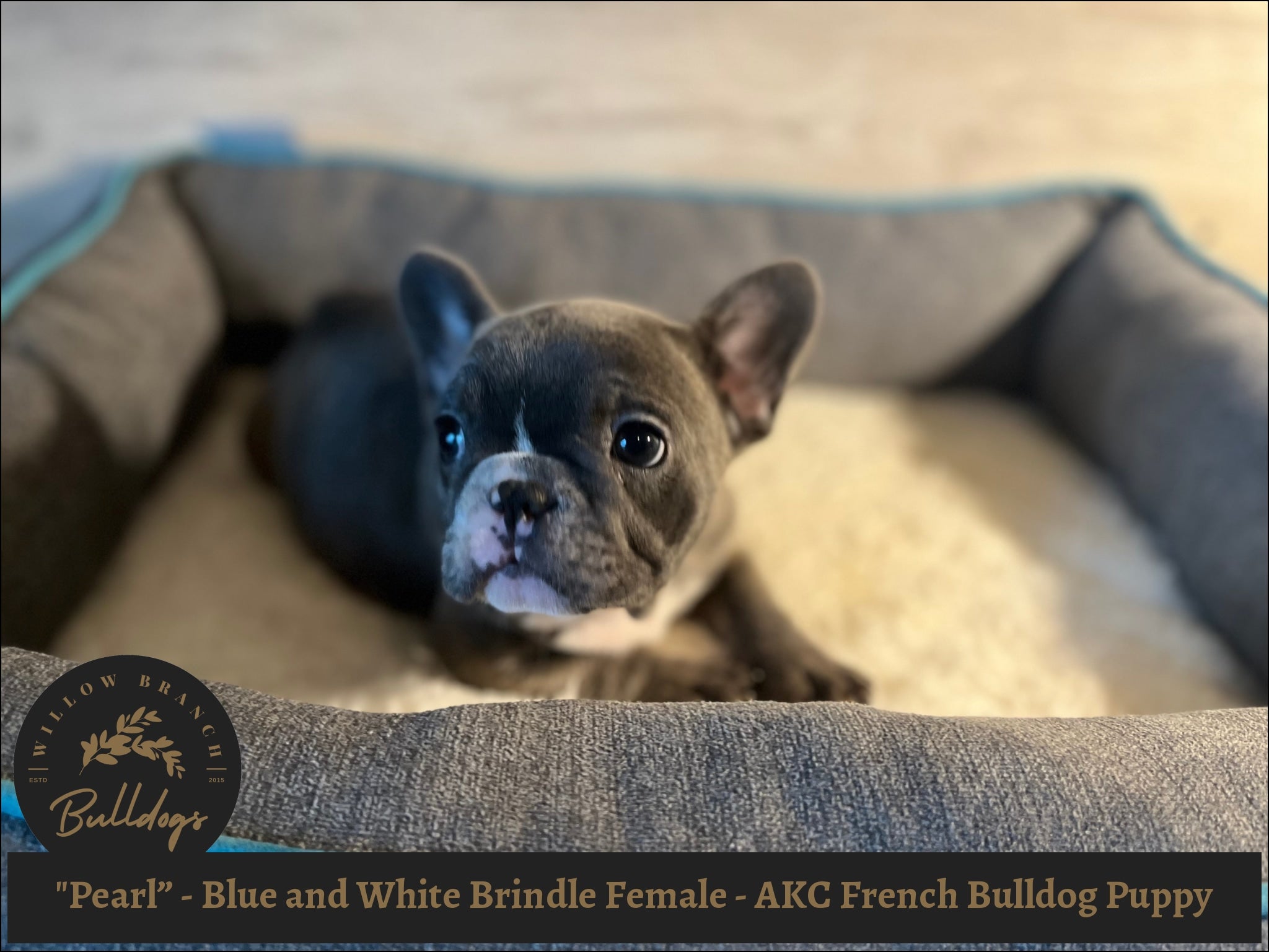 "Pearl” - Blue and White Brindle Female - AKC French Bulldog Puppy - Willow Branch Bulldogs