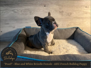 "Pearl” - Blue and White Brindle Female - AKC French Bulldog Puppy - Willow Branch Bulldogs