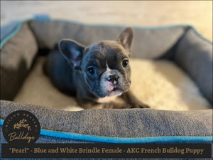 "Pearl” - Blue and White Brindle Female - AKC French Bulldog Puppy - Willow Branch Bulldogs