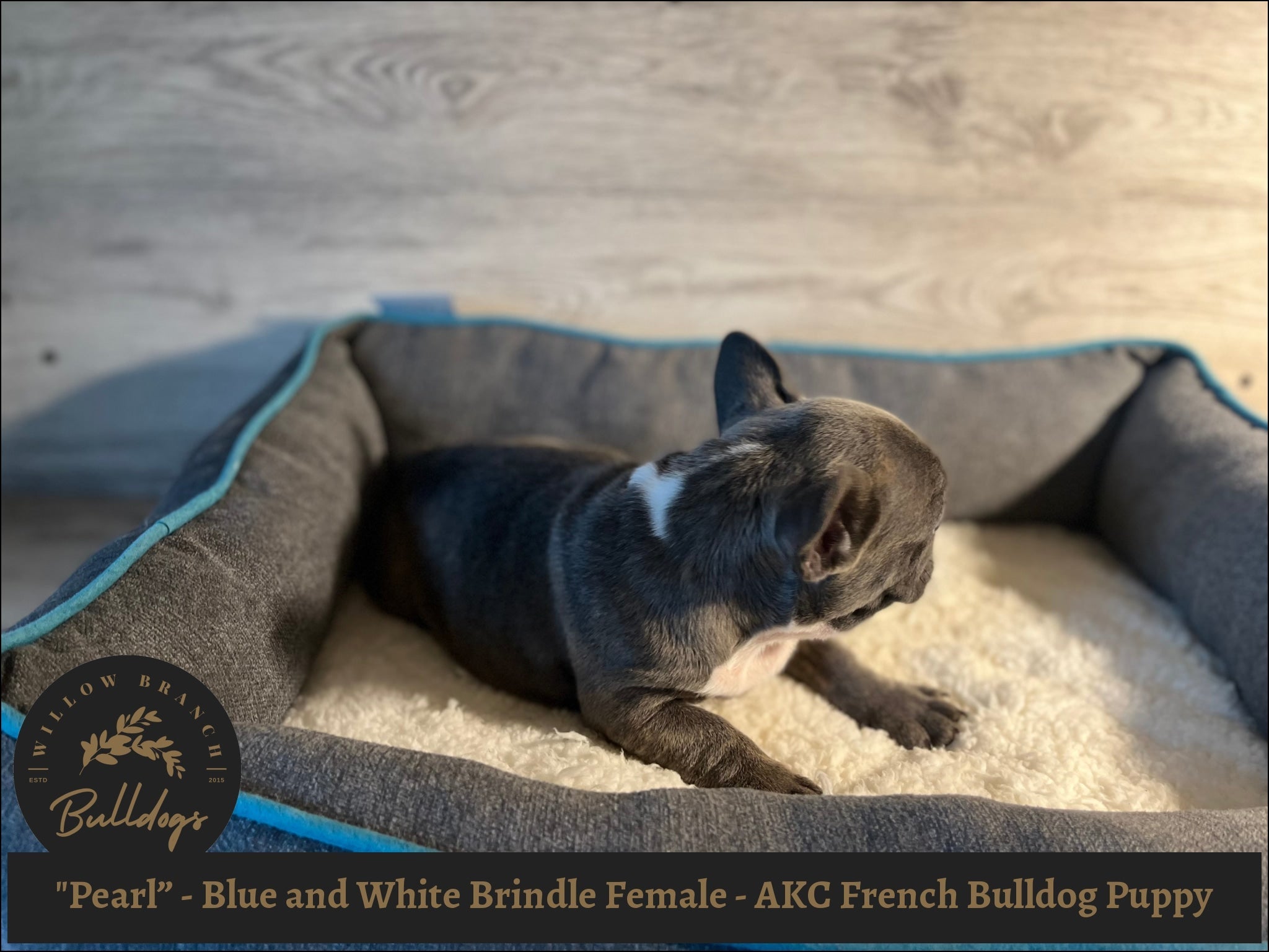 "Pearl” - Blue and White Brindle Female - AKC French Bulldog Puppy - Willow Branch Bulldogs