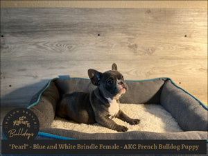 "Pearl” - Blue and White Brindle Female - AKC French Bulldog Puppy - Willow Branch Bulldogs