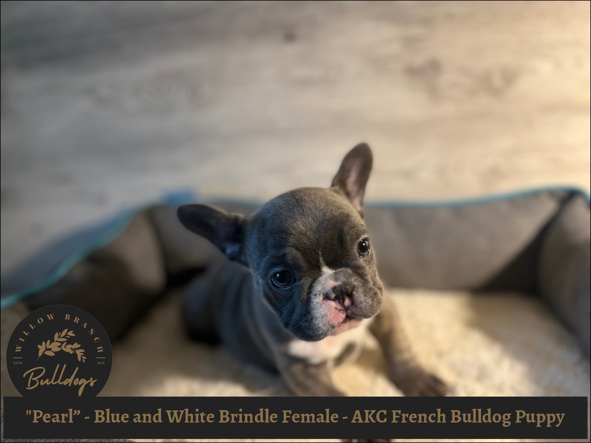 "Pearl” - Blue and White Brindle Female - AKC French Bulldog Puppy - Willow Branch Bulldogs