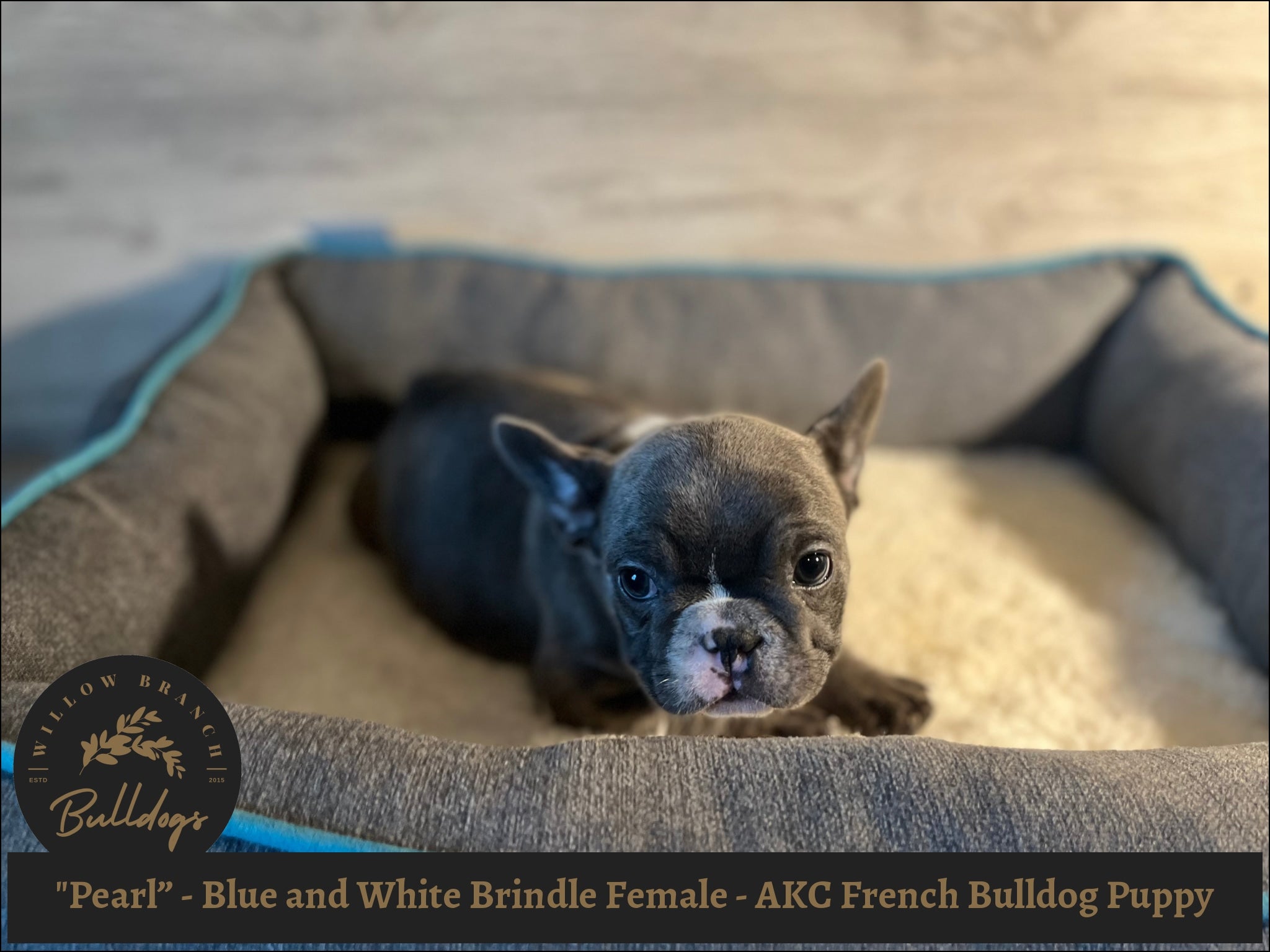 "Pearl” - Blue and White Brindle Female - AKC French Bulldog Puppy - Willow Branch Bulldogs