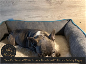 "Pearl” - Blue and White Brindle Female - AKC French Bulldog Puppy - Willow Branch Bulldogs