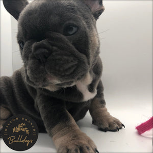 “Stitch” - Blue and Tan Male - AKC French Bulldog Puppy - Willow Branch Bulldogs