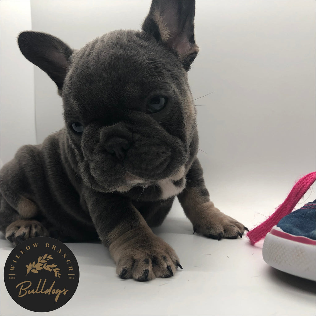 “Stitch” - Blue and Tan Male - AKC French Bulldog Puppy - Willow Branch Bulldogs