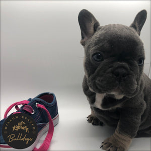 “Stitch” - Blue and Tan Male - AKC French Bulldog Puppy - Willow Branch Bulldogs