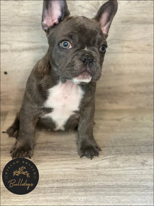 "Willow” - Blue and White Brindle Female - AKC French Bulldog Puppy - Willow Branch Bulldogs