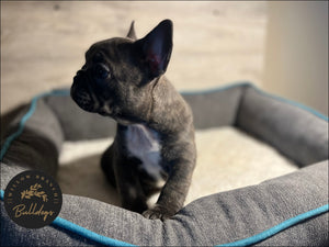 "Willow” - Blue and White Brindle Female - AKC French Bulldog Puppy - Willow Branch Bulldogs