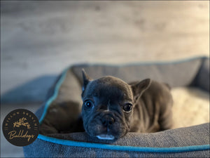 "Willow” - Blue and White Brindle Female - AKC French Bulldog Puppy - Willow Branch Bulldogs