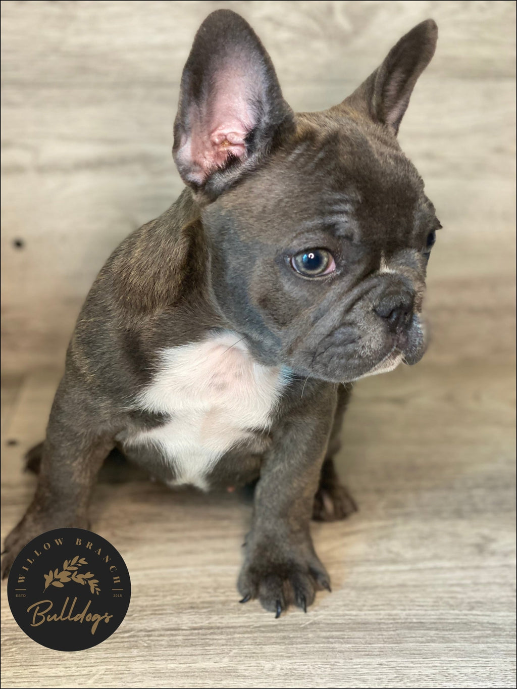 "Willow” - Blue and White Brindle Female - AKC French Bulldog Puppy - Willow Branch Bulldogs