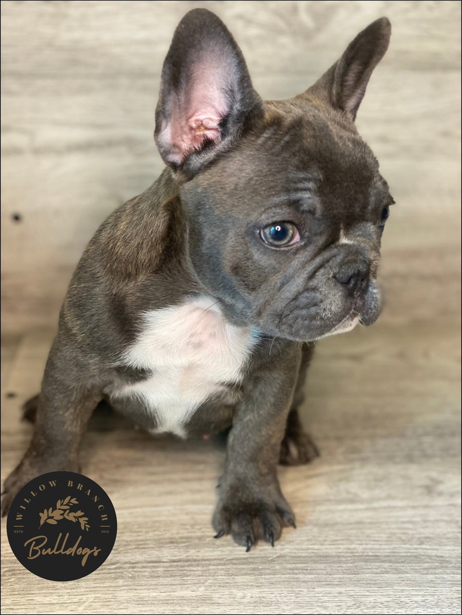 https://willowbranchbulldogs.com/cdn/shop/products/willow-blue-and-white-brindle-female-akc-french-bulldog-puppy-638798_1200x1200.jpg?v=1660228941