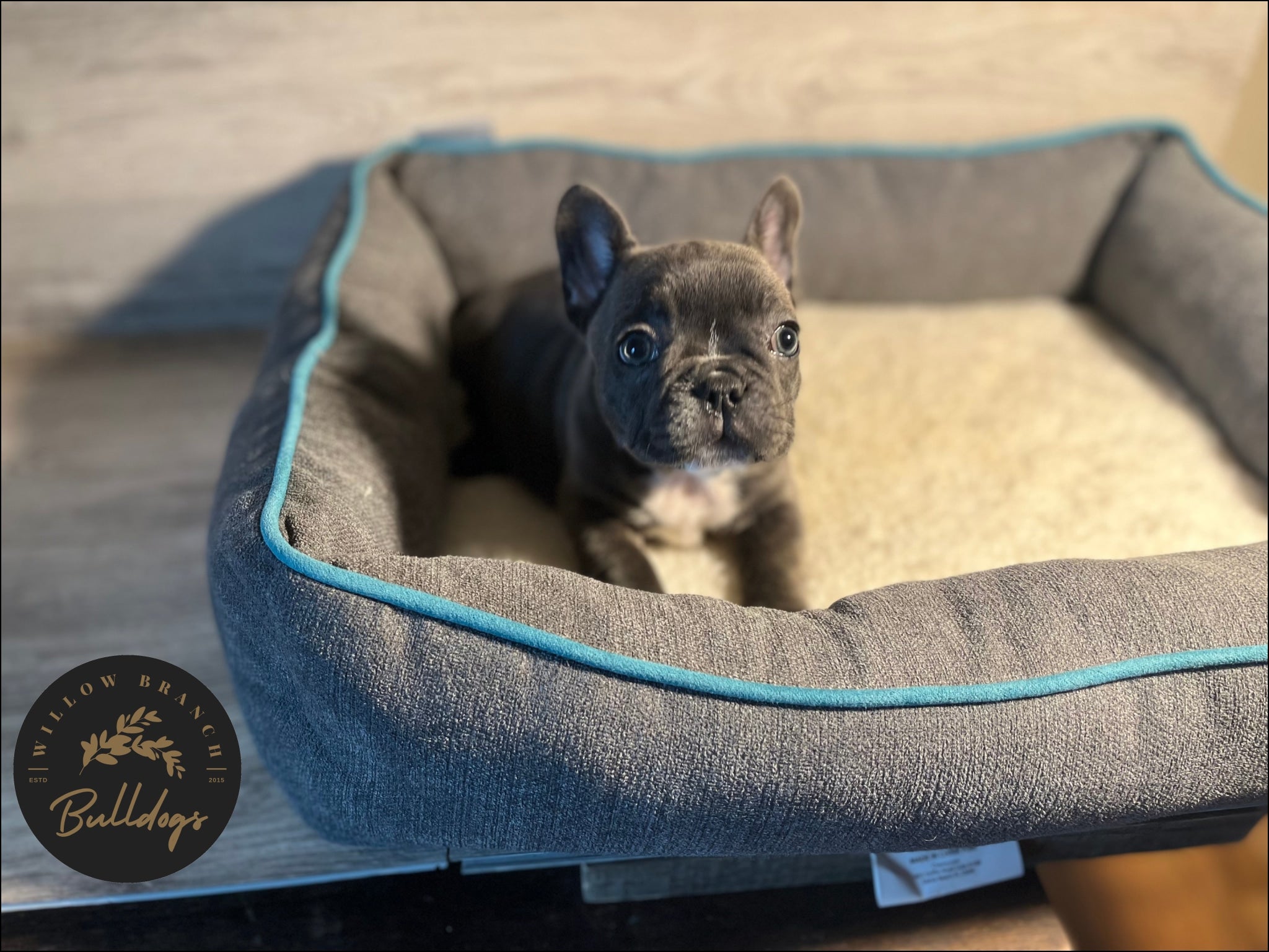 "Willow” - Blue and White Brindle Female - AKC French Bulldog Puppy - Willow Branch Bulldogs