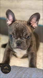 "Willow” - Blue and White Brindle Female - AKC French Bulldog Puppy - Willow Branch Bulldogs