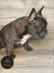 "Willow” - Blue and White Brindle Female - AKC French Bulldog Puppy - Willow Branch Bulldogs