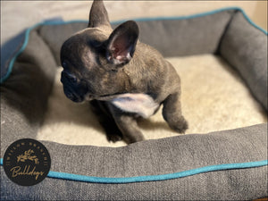 "Willow” - Blue and White Brindle Female - AKC French Bulldog Puppy - Willow Branch Bulldogs